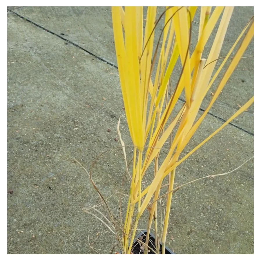Panicum virgatum Buffalo Green Proso rózgowe -  Rośliny od Ogrodnika