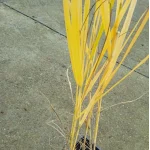 Panicum virgatum Buffalo Green Proso rózgowe -  Rośliny od Ogrodnika