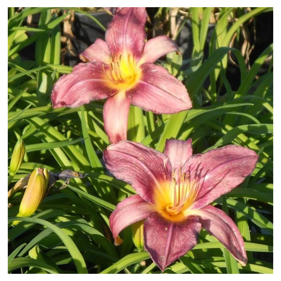 Hemerocallis Russian Rhapsody Liliowiec - Rośliny od Ogrodnika Szkółka Barcikowscy