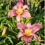 Hemerocallis Russian Rhapsody Liliowiec - Rośliny od Ogrodnika Szkółka Barcikowscy