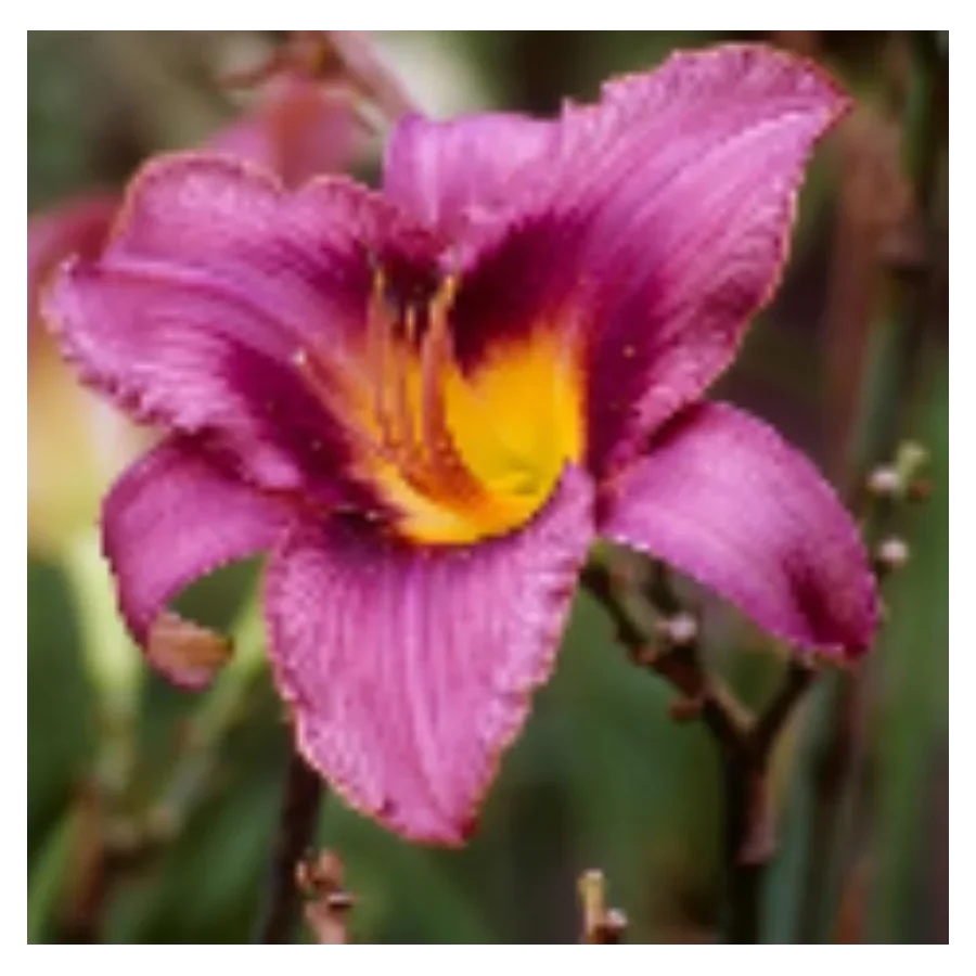 Hemerocallis Russian Rhapsody Liliowiec - Rośliny od Ogrodnika Szkółka Barcikowscy