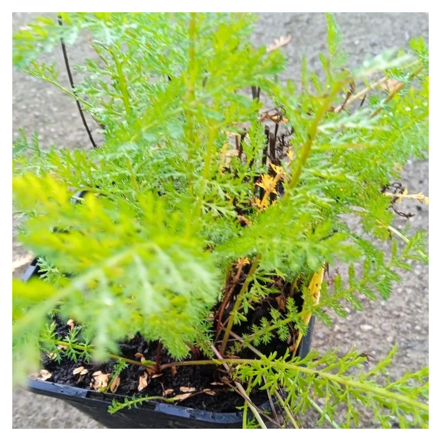 Achillea millefolium Lilac Beauty Krwawnik pospolity - Rośliny od Ogrodnika Szkółka Barcikowscy