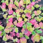 Geum boliviense Sangria Kuklik- Rośliny od Ogrodnika Szkółka Barcikowscy