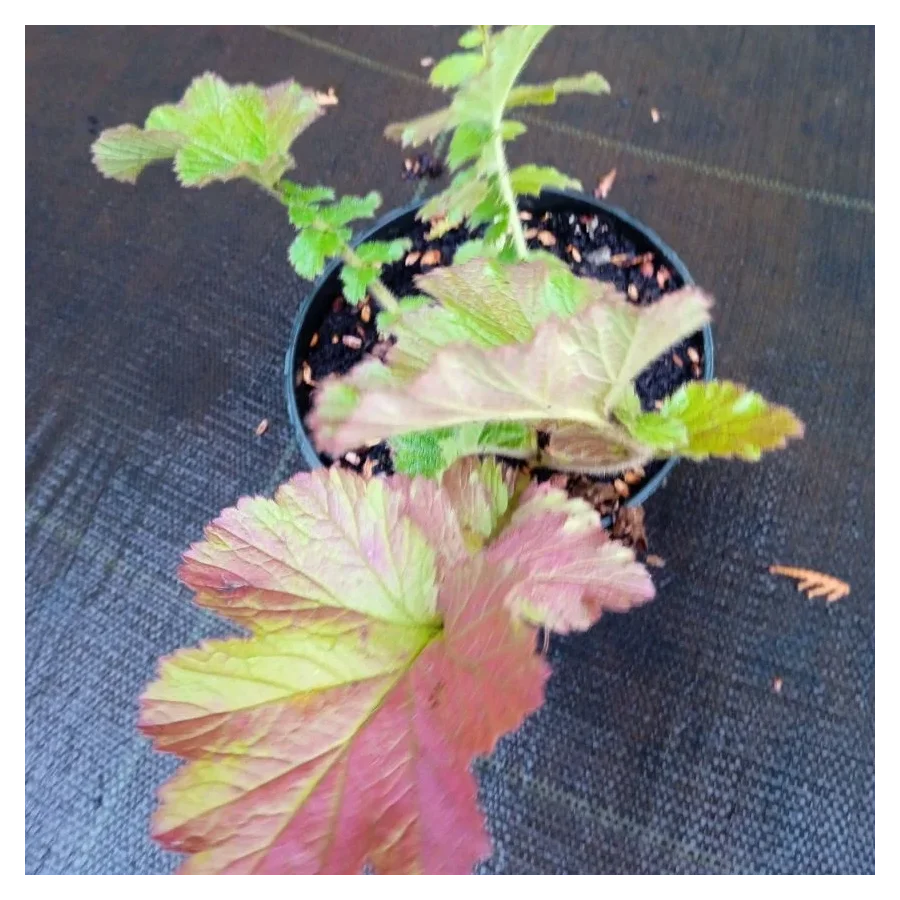 Geum boliviense Sangria Kuklik- Rośliny od Ogrodnika Szkółka Barcikowscy