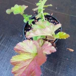 Geum boliviense Sangria Kuklik- Rośliny od Ogrodnika Szkółka Barcikowscy