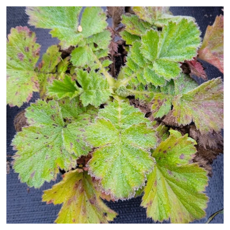 Geum boliviense Tempest Scarlet Kuklik- Rośliny od Ogrodnika Szkółka Barcikowscy