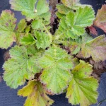 Geum boliviense Tempest Scarlet Kuklik- Rośliny od Ogrodnika Szkółka Barcikowscy