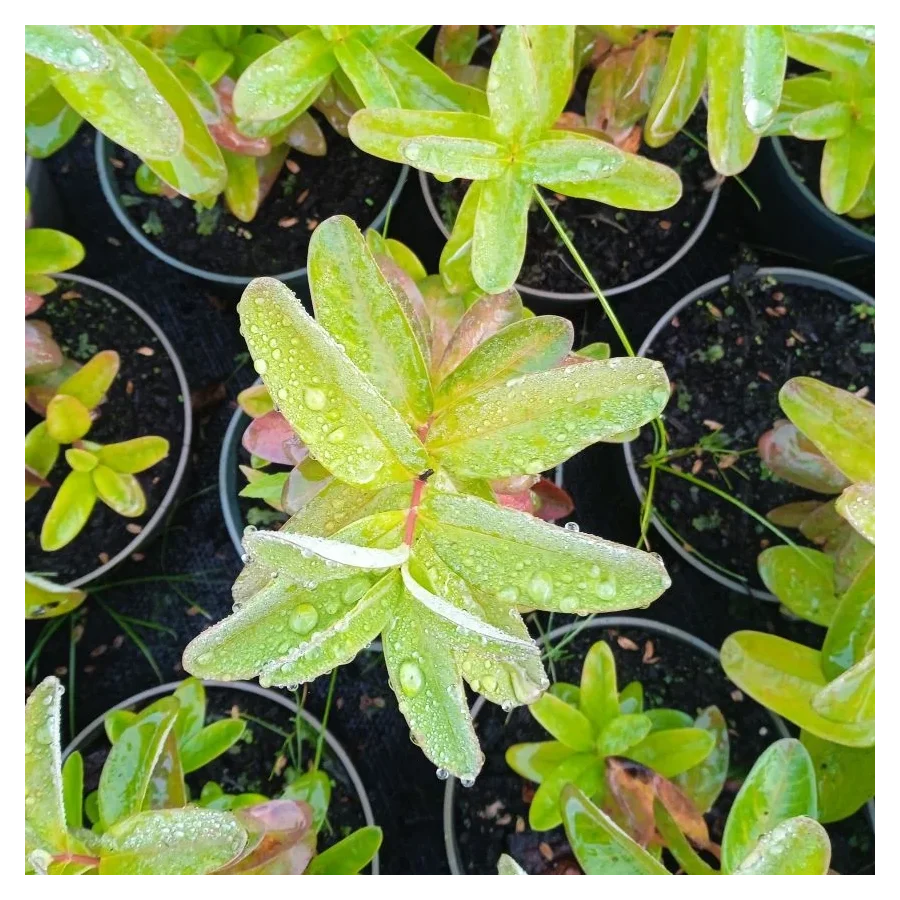 Hypericum calycinum Dziurawiec kielichowaty- Rośliny od Ogrodnika Szkółka Barcikowscy