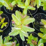 Hypericum calycinum Dziurawiec kielichowaty- Rośliny od Ogrodnika Szkółka Barcikowscy