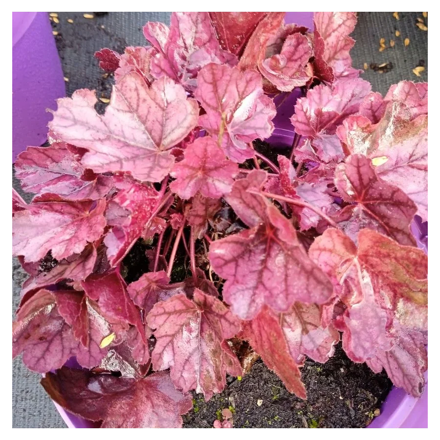 Heuchera Rose Quartz Żurawka- Rośliny od Ogrodnika Szkółka Barcikowscy