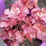 Heuchera Rose Quartz Żurawka- Rośliny od Ogrodnika Szkółka Barcikowscy