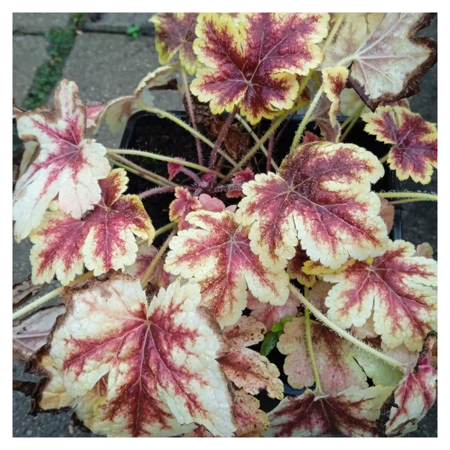 Heucherella Gold Zebra Żuraweczka- Rośliny od Ogrodnika Szkółka Barcikowscy