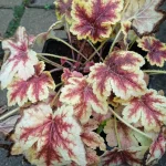 Heucherella Gold Zebra Żuraweczka- Rośliny od Ogrodnika Szkółka Barcikowscy
