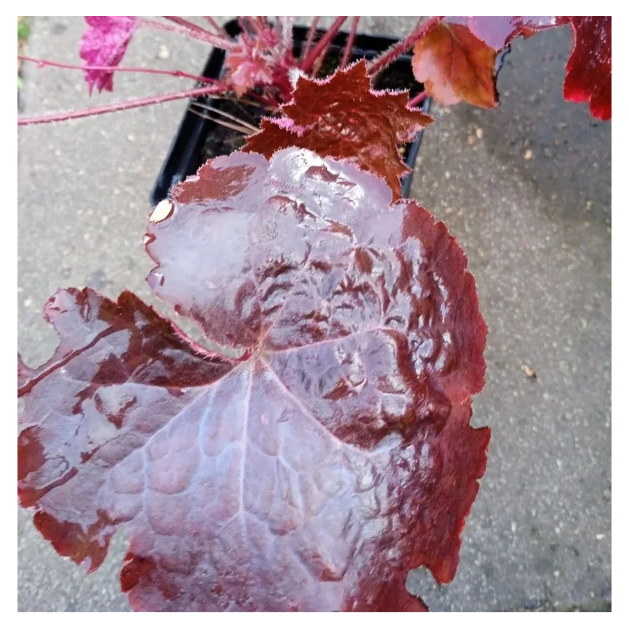 Heuchera Palace Purple Żurawka- Rośliny od Ogrodnika Szkółka Barcikowscy