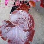 Heuchera Palace Purple Żurawka- Rośliny od Ogrodnika Szkółka Barcikowscy