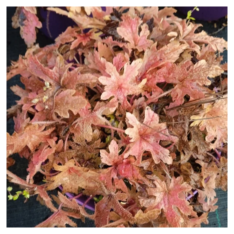 Tiarella Pink Skyrocket Tiarella- Rośliny od Ogrodnika Szkółka Barcikowscy