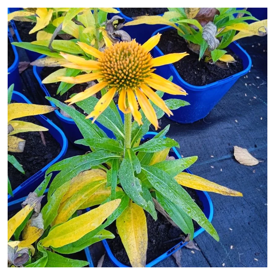 Echinacea Pearl Sunny Jeżówka-Rośliny od Ogrodnika Szkółka Barcikowscy