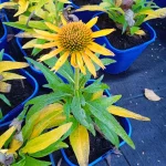 Echinacea Pearl Sunny Jeżówka-Rośliny od Ogrodnika Szkółka Barcikowscy