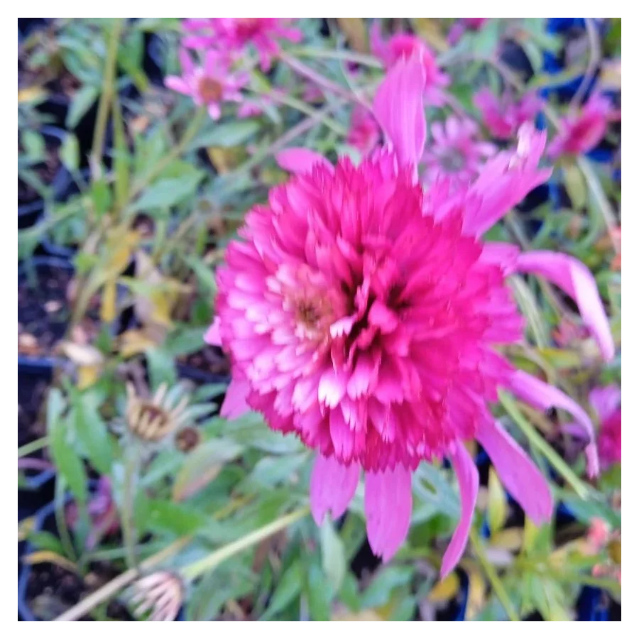 Echinacea Southern Belle Jeżówka- Rośliny od Ogrodnika Szkółka Barcikowscy