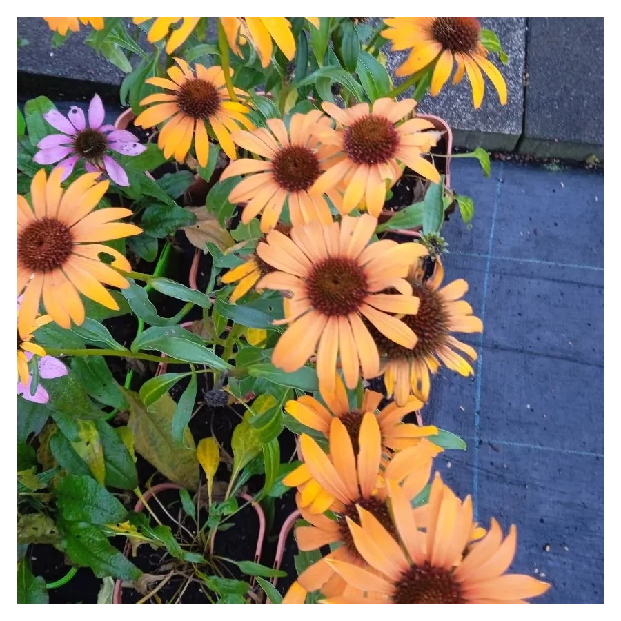 Echinacea Honey Skipper Jeżówka- Rośliny od Ogrodnika Szkółka Barcikowscy