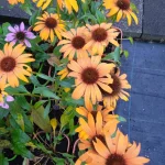 Echinacea Honey Skipper Jeżówka- Rośliny od Ogrodnika Szkółka Barcikowscy