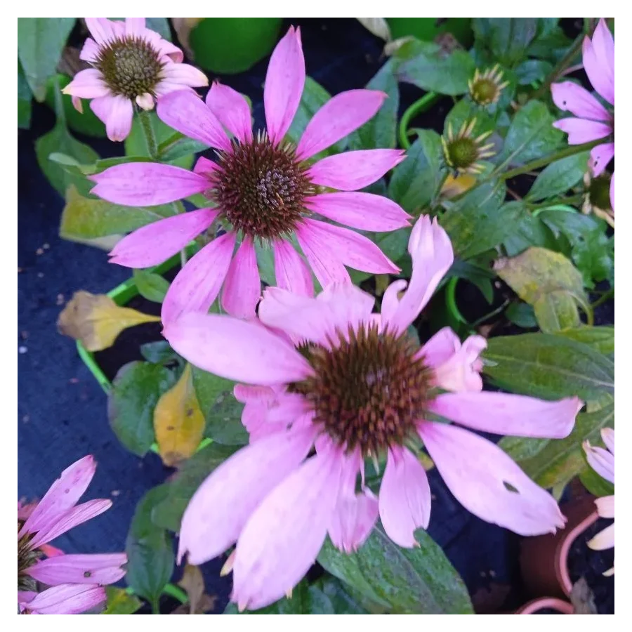 Echinacea Pearl Light Pink Jeżówka-Rośliny od Ogrodnika Szkółka Barcikowscy