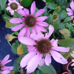 Echinacea Pearl Light Pink Jeżówka-Rośliny od Ogrodnika Szkółka Barcikowscy