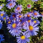 Aster dumosus Prof. Kippenberg Aster krzaczasty- Rośliny od Ogrodnika Szkółka Barcikowscy