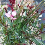 Gaura lindheimeri Tutti Frutti Gaura- Rośliny od Ogrodnika Szkółka Barcikowscy