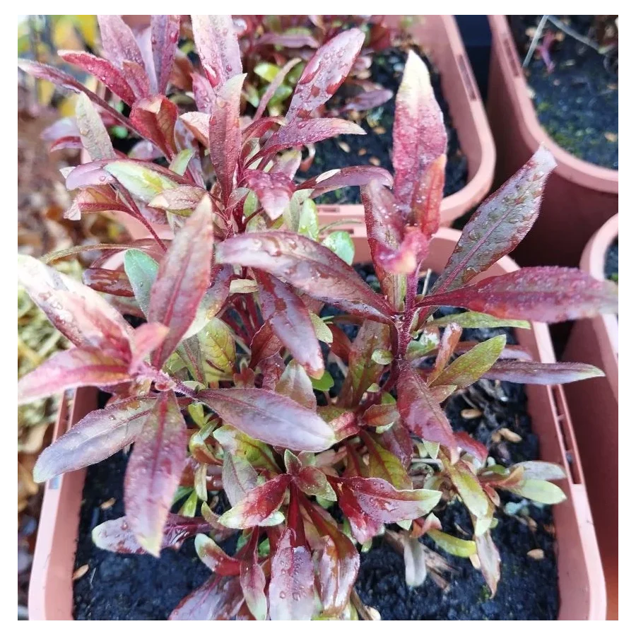 Gaura lindheimeri Blaze Gaura- Rośliny od Ogrodnika Szkółka Barcikowscy