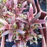 Gaura lindheimeri Blaze Gaura- Rośliny od Ogrodnika Szkółka Barcikowscy