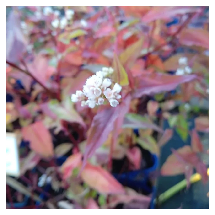 Persicaria microcephala Red Dragon Rdest-Rośliny od Ogrodnika Szkółka Barcikowscy