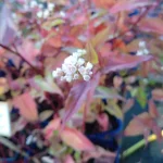 Persicaria microcephala Red Dragon Rdest-Rośliny od Ogrodnika Szkółka Barcikowscy