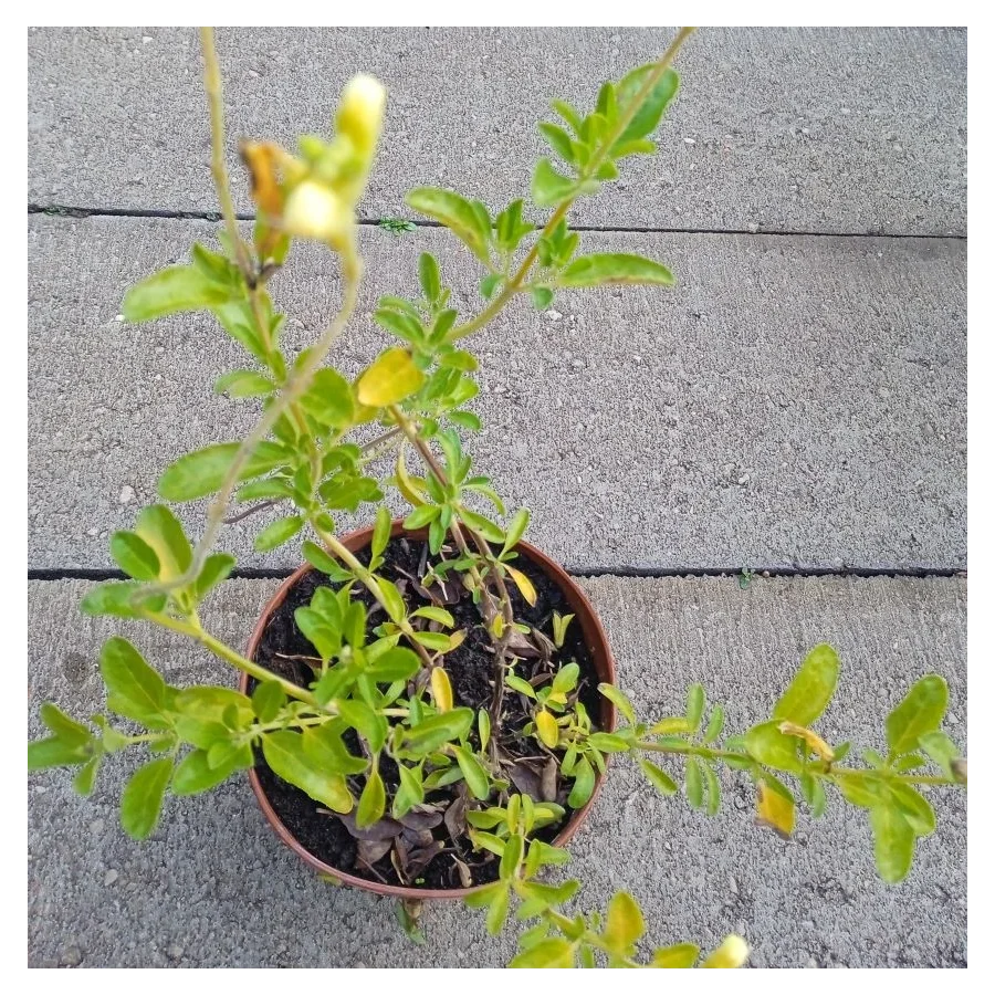 Salvia gregii Lemon Light  Szałwia jesienna- Rośliny od Ogrodnika Szkółka Barcikowscy