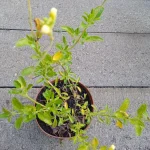 Salvia gregii Lemon Light  Szałwia jesienna- Rośliny od Ogrodnika Szkółka Barcikowscy