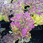 Sedum spectabile Hot Stuff Rozchodnik okazały- Rośliny od Ogrodnika Szkółka Barcikowscy