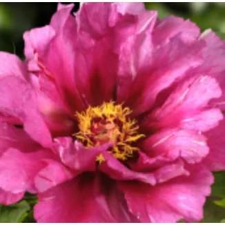 Paeonia-itoh-tolmeo Piwonia- Rośliny od Ogrodnika Szkółka Barcikowscy