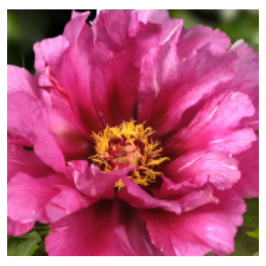 Paeonia-itoh-tolmeo Piwonia- Rośliny od Ogrodnika Szkółka Barcikowscy