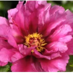 Paeonia-itoh-tolmeo Piwonia- Rośliny od Ogrodnika Szkółka Barcikowscy