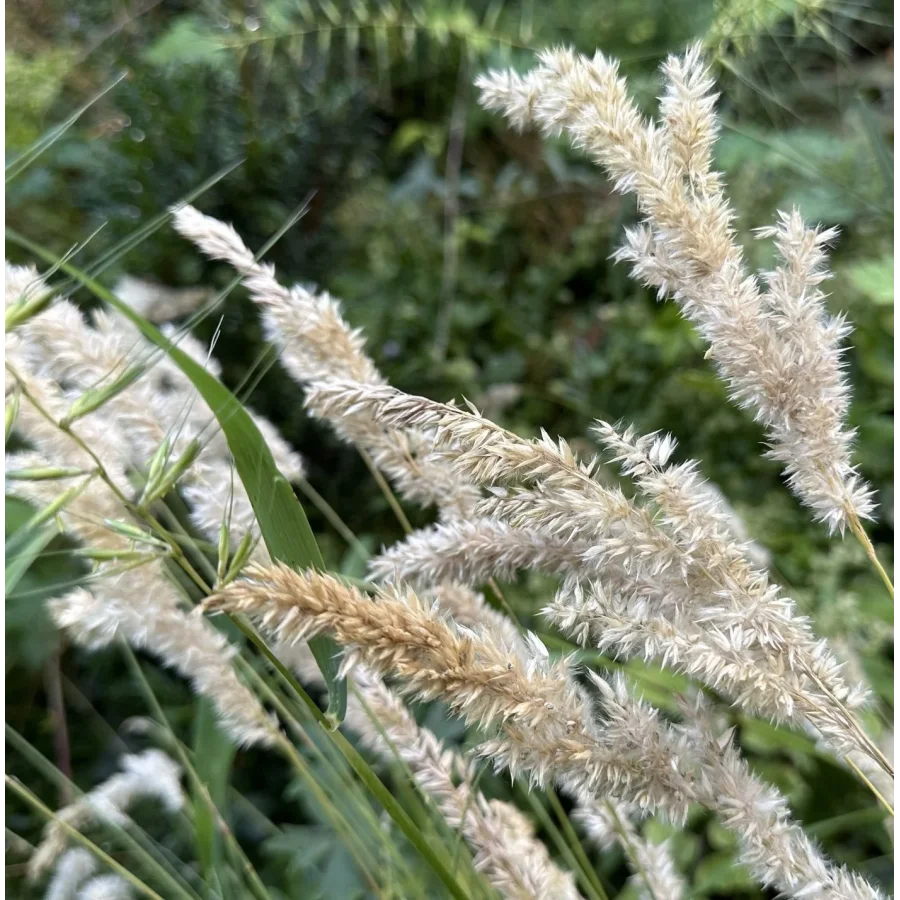 Melica ciliata-Perłówka orzęsiona - Rośliny od Ogrodnika Szkółka Barcikowscy