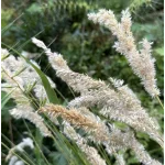 Melica ciliata-Perłówka orzęsiona - Rośliny od Ogrodnika Szkółka Barcikowscy