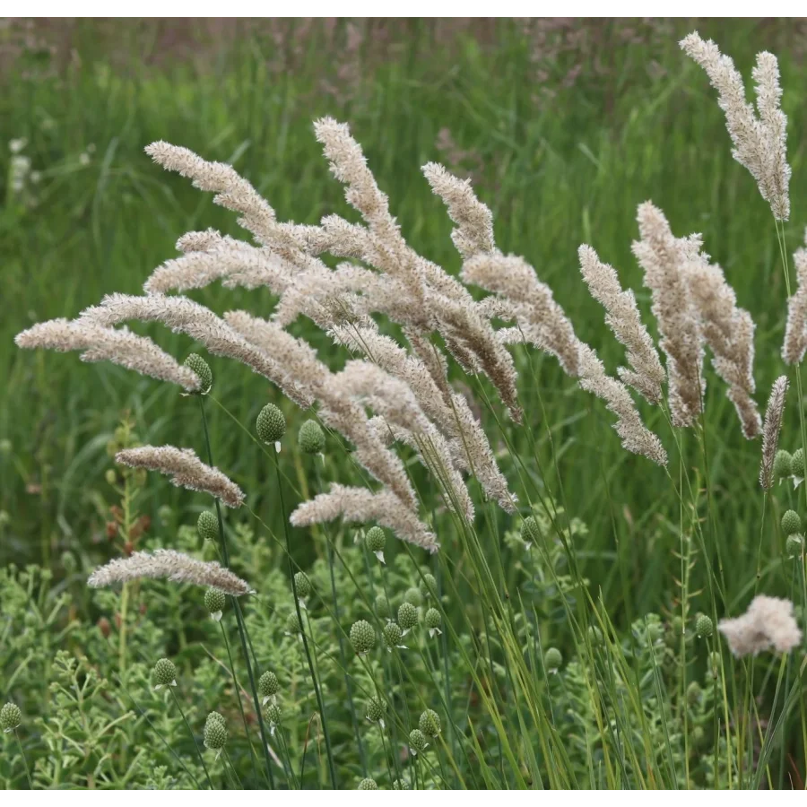 Melica ciliata-Perłówka orzęsiona - Rośliny od Ogrodnika Szkółka Barcikowscy