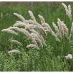Melica ciliata-Perłówka orzęsiona - Rośliny od Ogrodnika Szkółka Barcikowscy