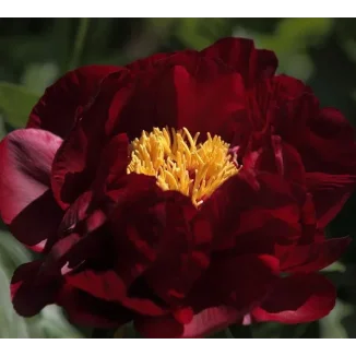 Paeonia Itoh Chief Black Hawk Piwonia-Rośliny od Ogrodnika Szkółka Barcikowscy