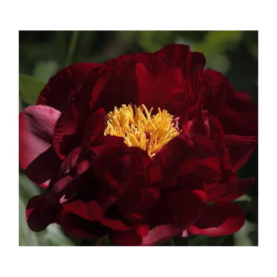 Paeonia Itoh Chief Black Hawk Piwonia-Rośliny od Ogrodnika Szkółka Barcikowscy