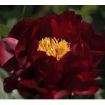 Paeonia Itoh Chief Black Hawk Piwonia-Rośliny od Ogrodnika Szkółka Barcikowscy