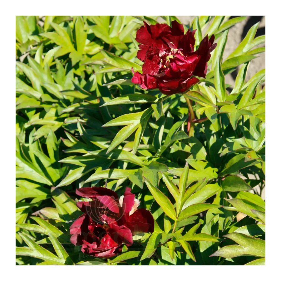 Paeonia Itoh Chief Black Hawk Piwonia-Rośliny od Ogrodnika Szkółka Barcikowscy