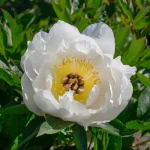 Paeonia Itoh Love Affair Piwnonia- Rośliny od Ogrodnika Szkółka Barcikowscy