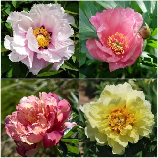 Paeonia Itoh Mix-Rośliny od Ogrodnika Szkółka Barcikowscy
