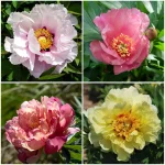 Paeonia Itoh Mix-Rośliny od Ogrodnika Szkółka Barcikowscy